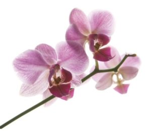 orchid3