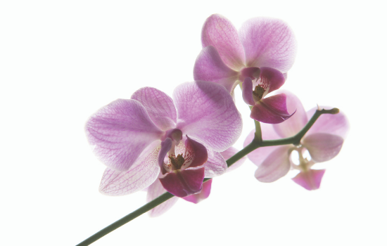 orchid 550